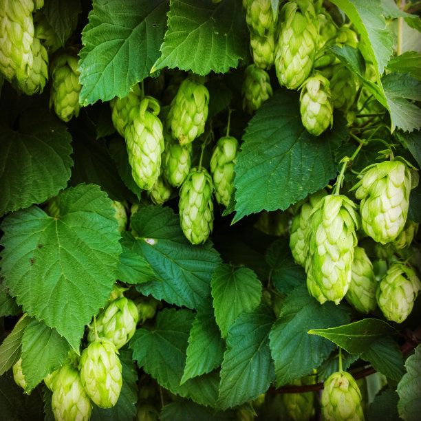 <b>Dry Hopping Techniques in Tiantai Brewery System</b>